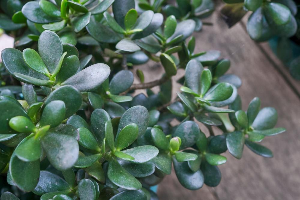 La planta que debes tener en casa porque es un imán del dinero y la riqueza, según el Feng Shui